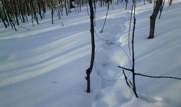 Варварской охоте - нет!